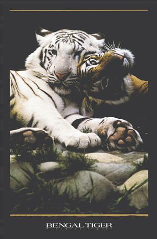 Poster - Bengal tiger